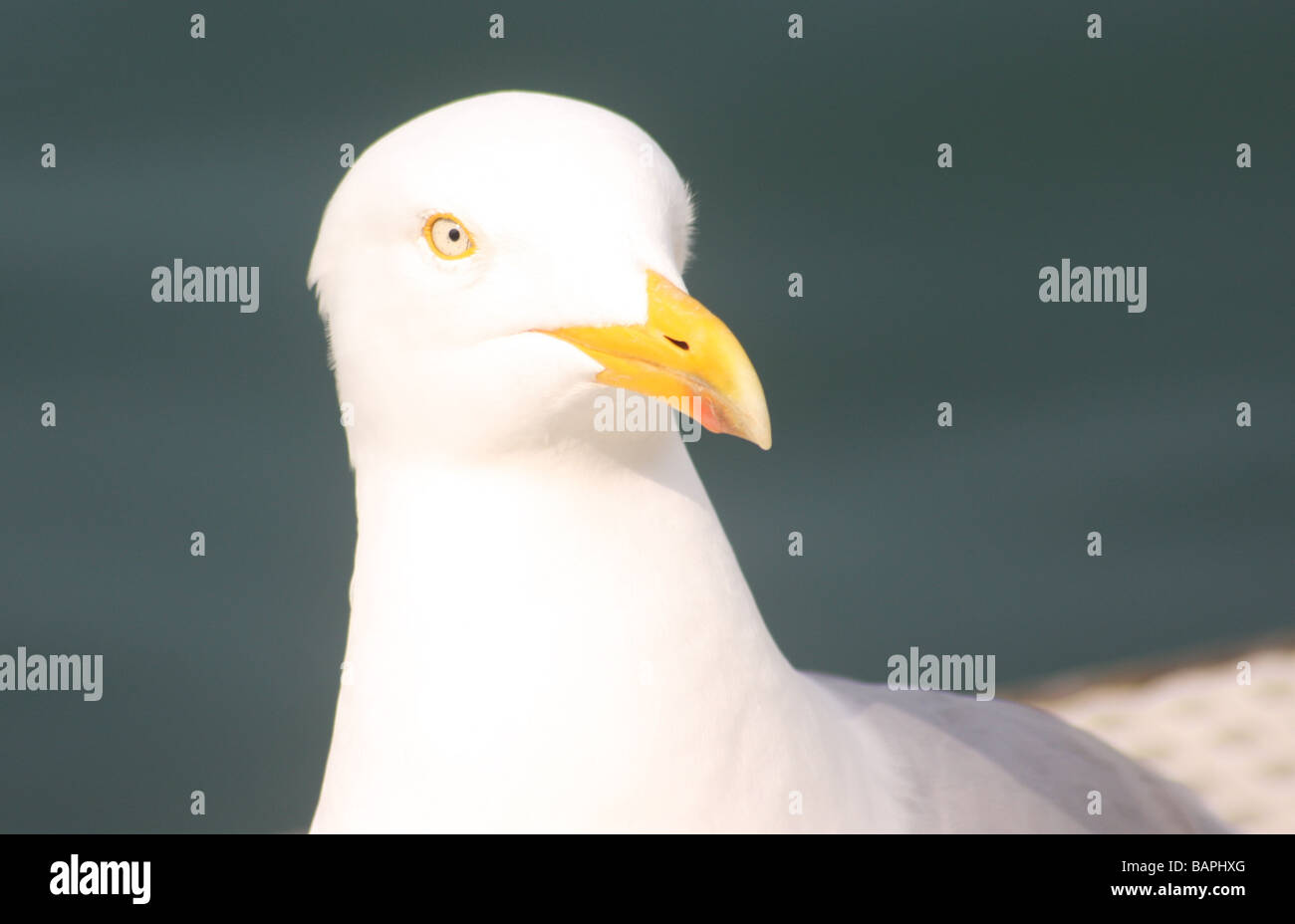 Do you think this is my good side Stock Photo Alamy