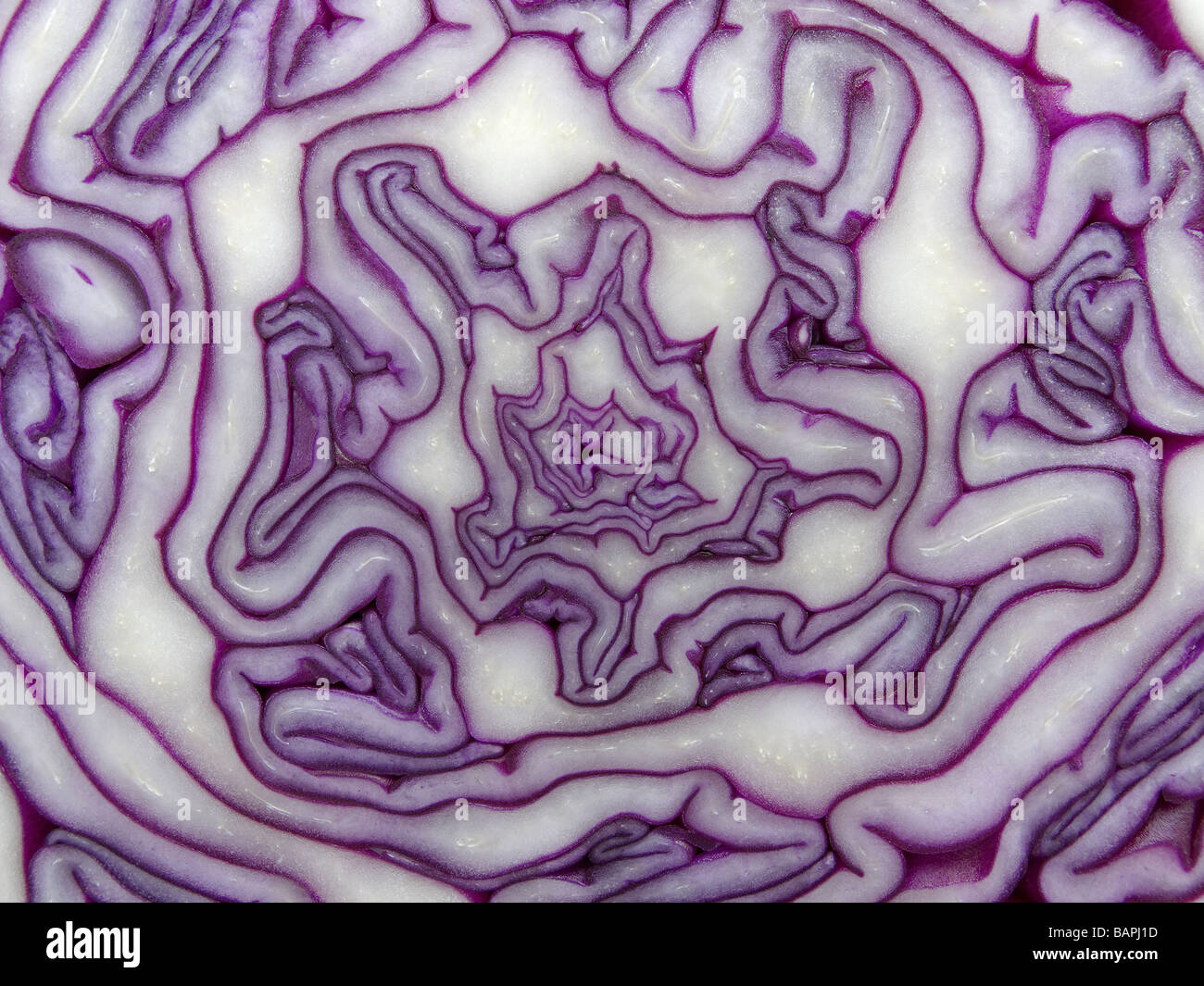 Close-up of red cabbage 4 Stock Photo