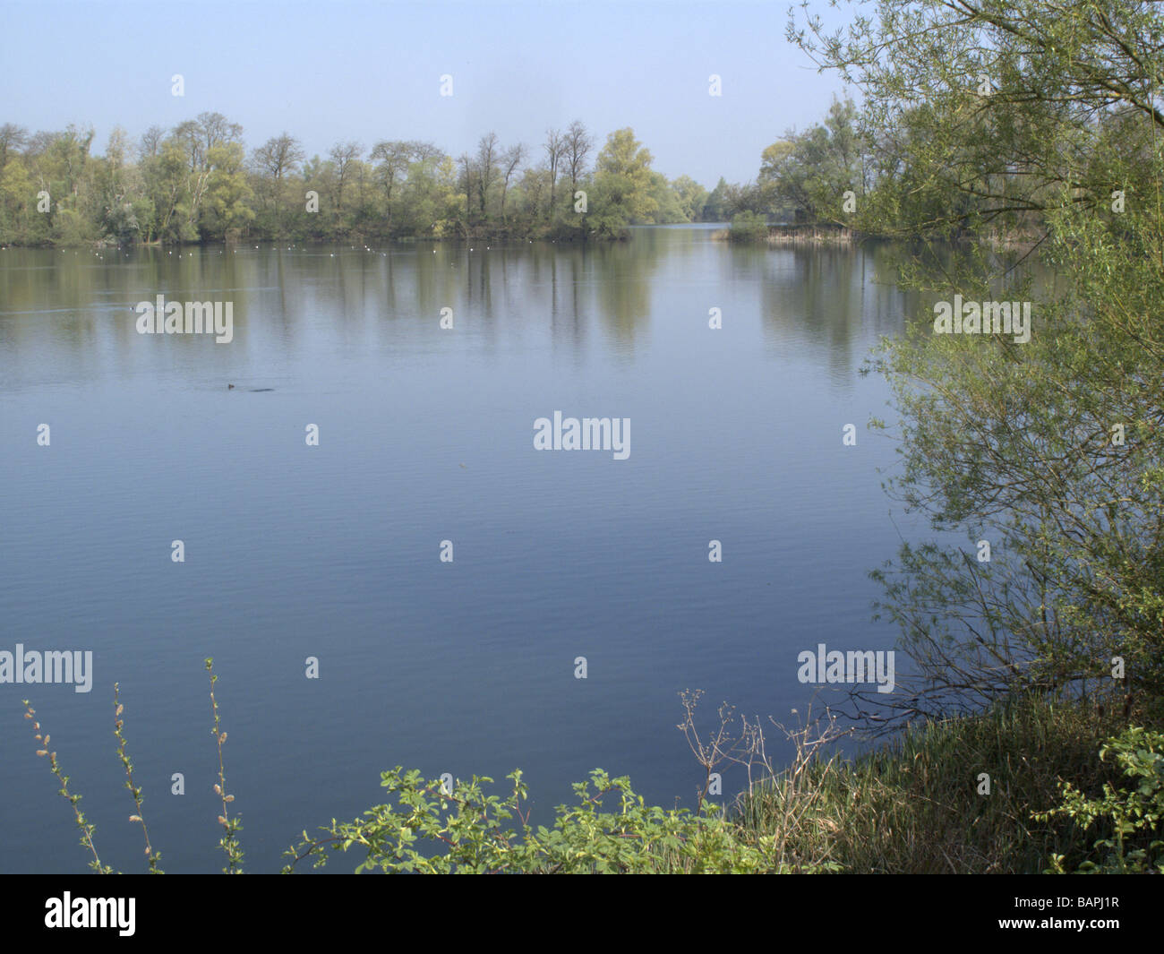 Heronry south pool Little Paxton nature reserve Cambridgeshire Stock