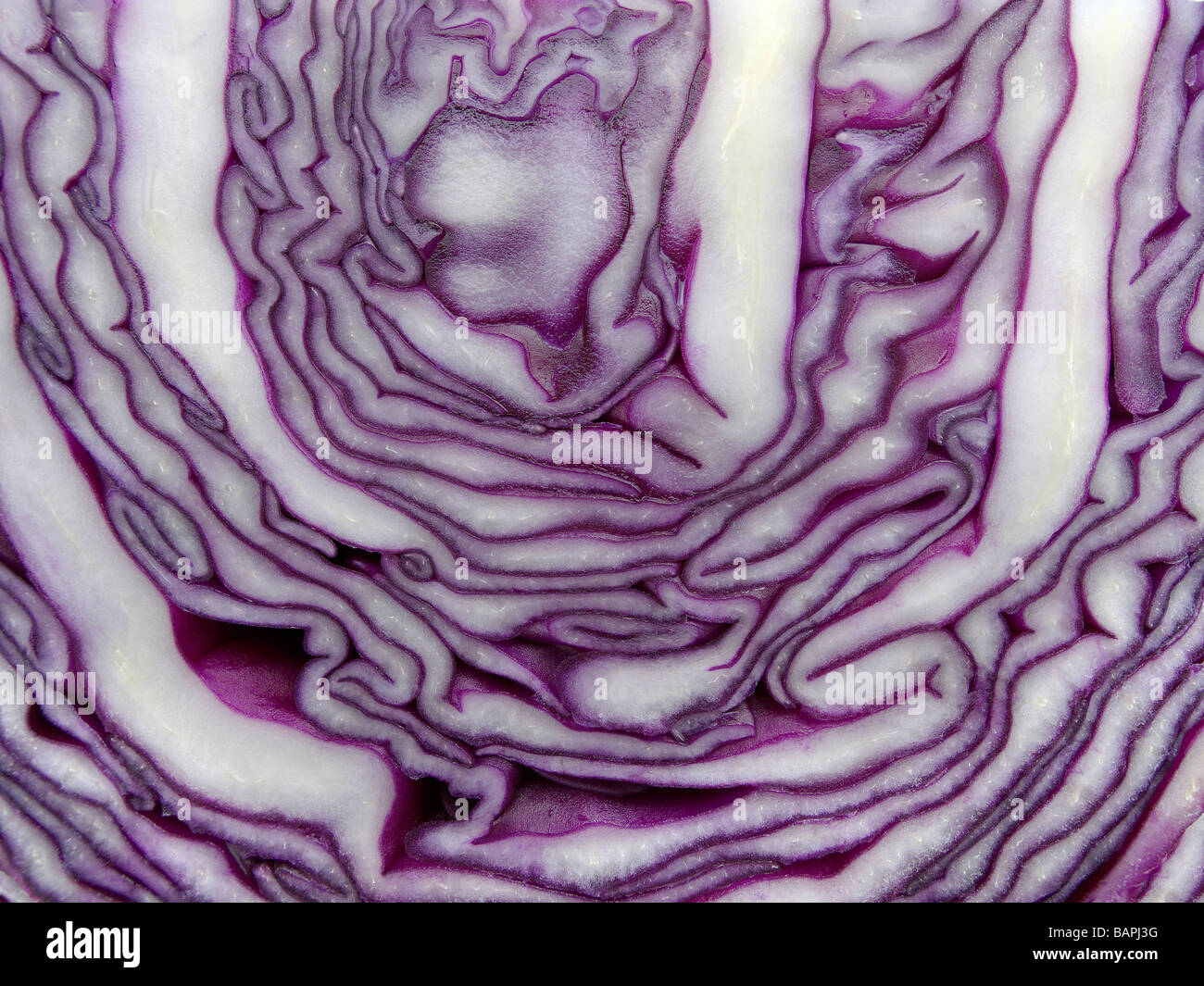 Close-up of red cabbage 3 Stock Photo