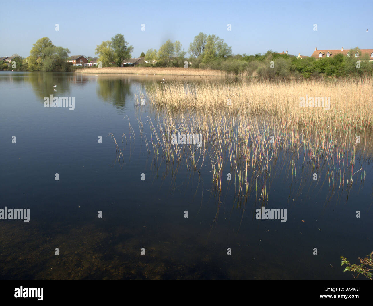 Rudd lake Little Paxton nature reserve Cambridgeshire Stock Photo Alamy