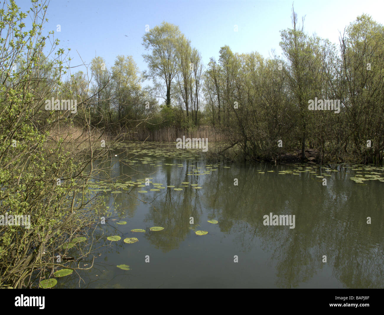 Cloudy Lake Little Paxton nature reserve Cambridgeshire Stock Photo Alamy