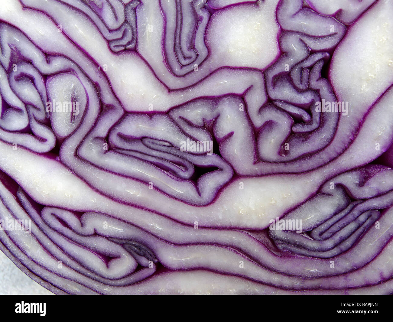 Close-up of red cabbage 1 Stock Photo
