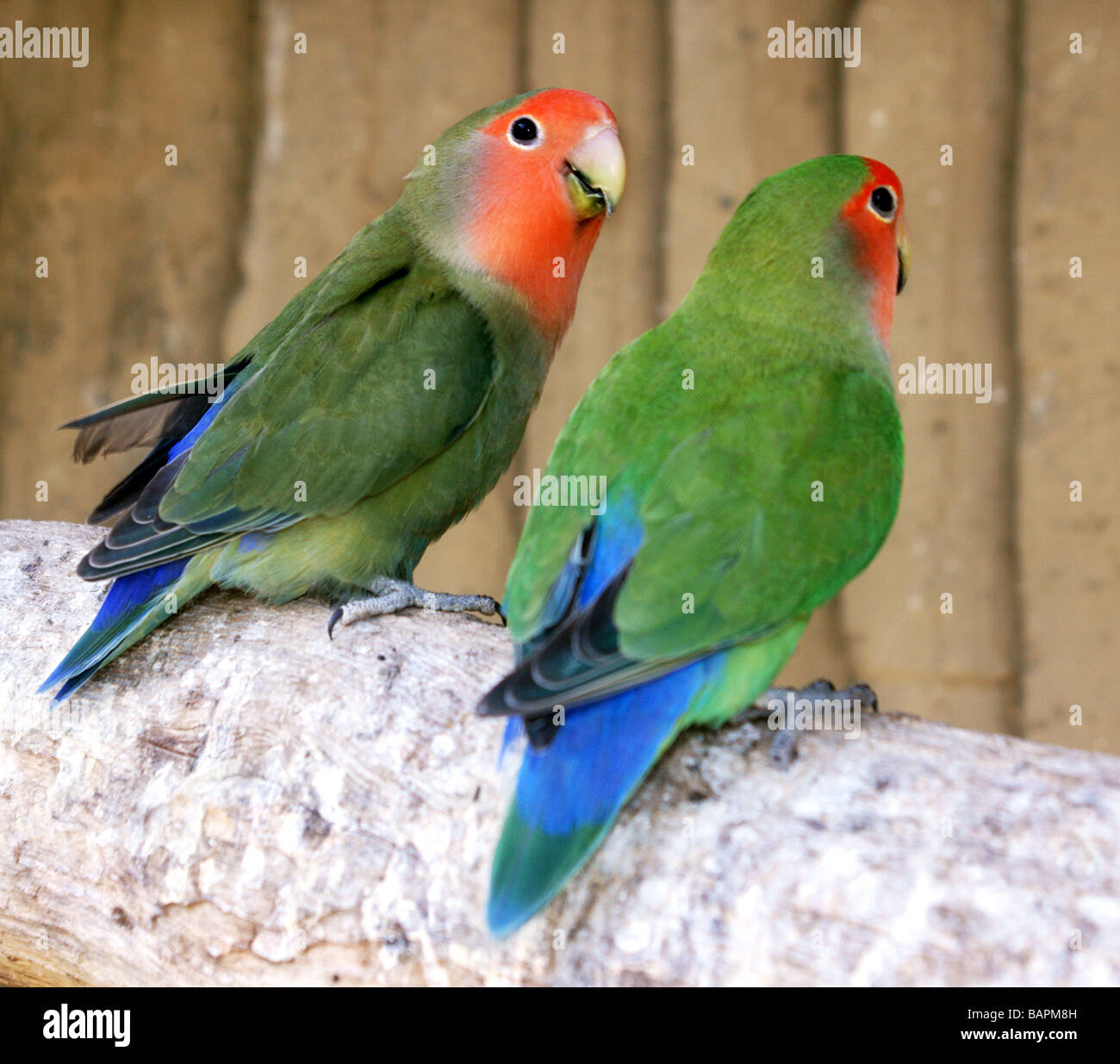 peach-faced-lovebird-agapornis-roseicollis-pair-on-a-branch-stock