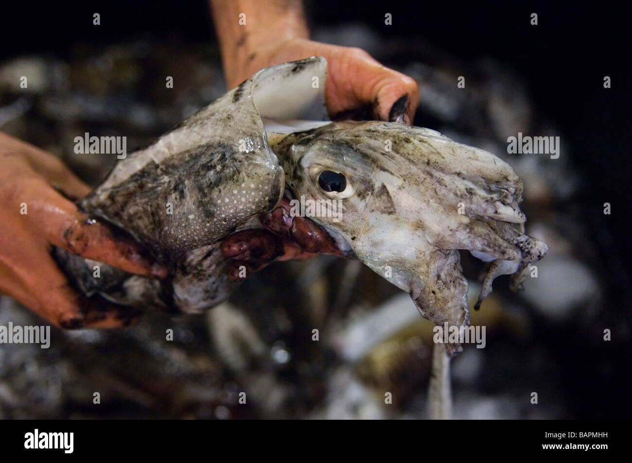 Handling a 'freshly caught' Cuttlefish at Hastings fish market. East Sussex. UK Stock Photo