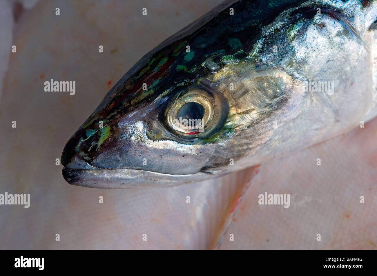 Mackerel fish head markings, close up Stock Photo