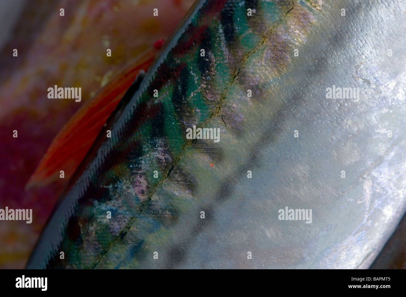 Mackerel fish skin omega 3 hires stock photography and images Alamy