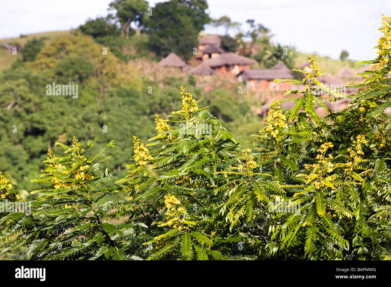 Acacia trees in flower at a traditional village in the Kirk Range east of Dedza, Malawi, Africa Stock Photo