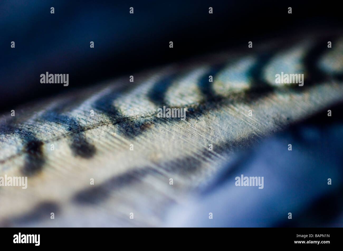 Scomber scombrus. Mackerel scales, close-up, UK Stock Photo