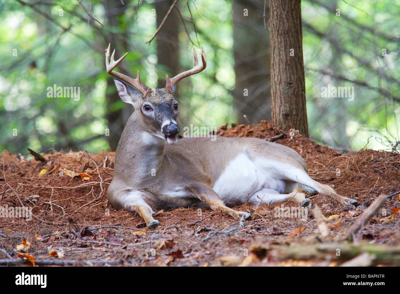 Large White tailed Buck with Antlers resting in the shade of a forest North America USA Stock Photo