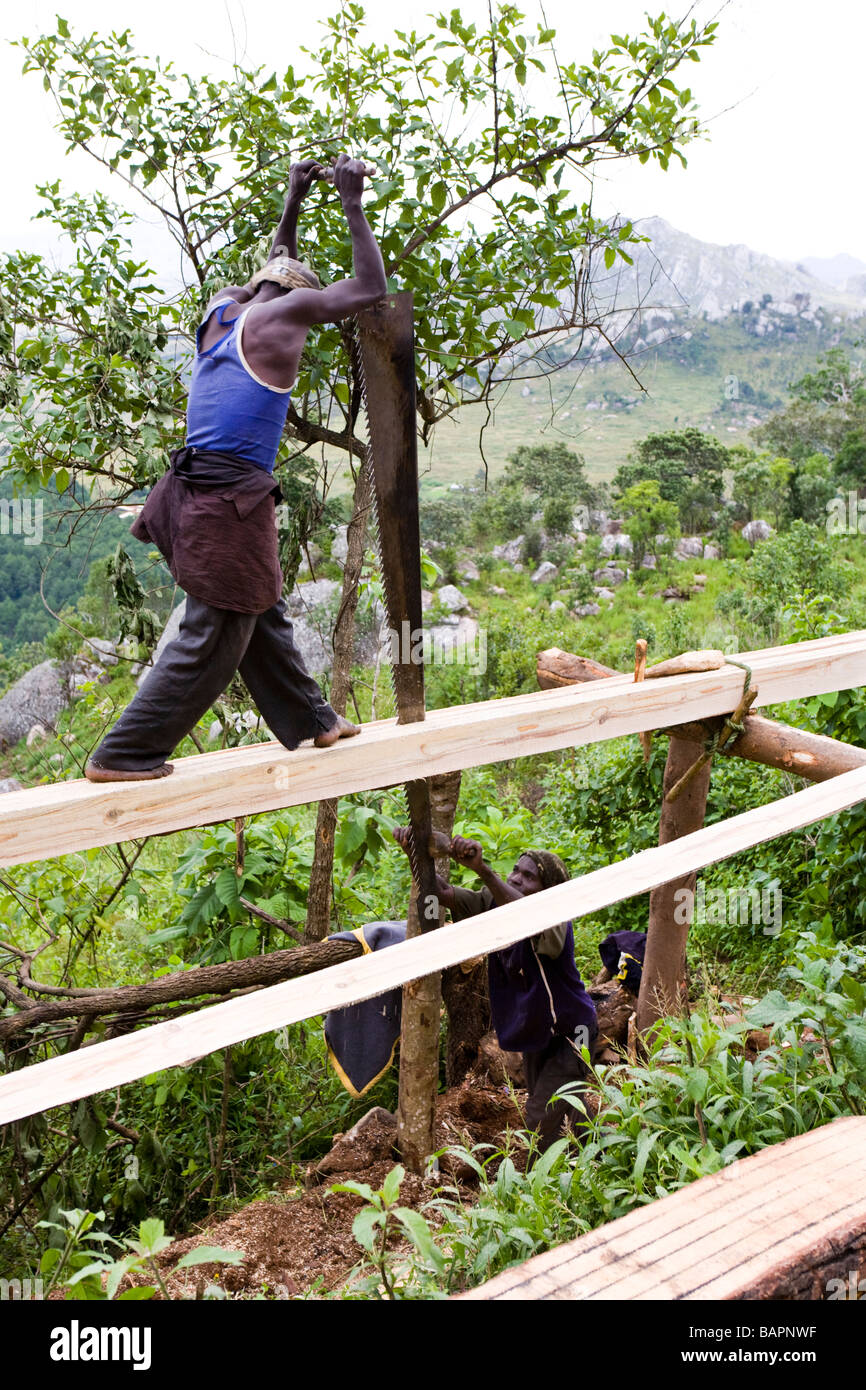 Pit sawing a log on Dedza Mountain - Dedza, Malawi, Africa Stock Photo