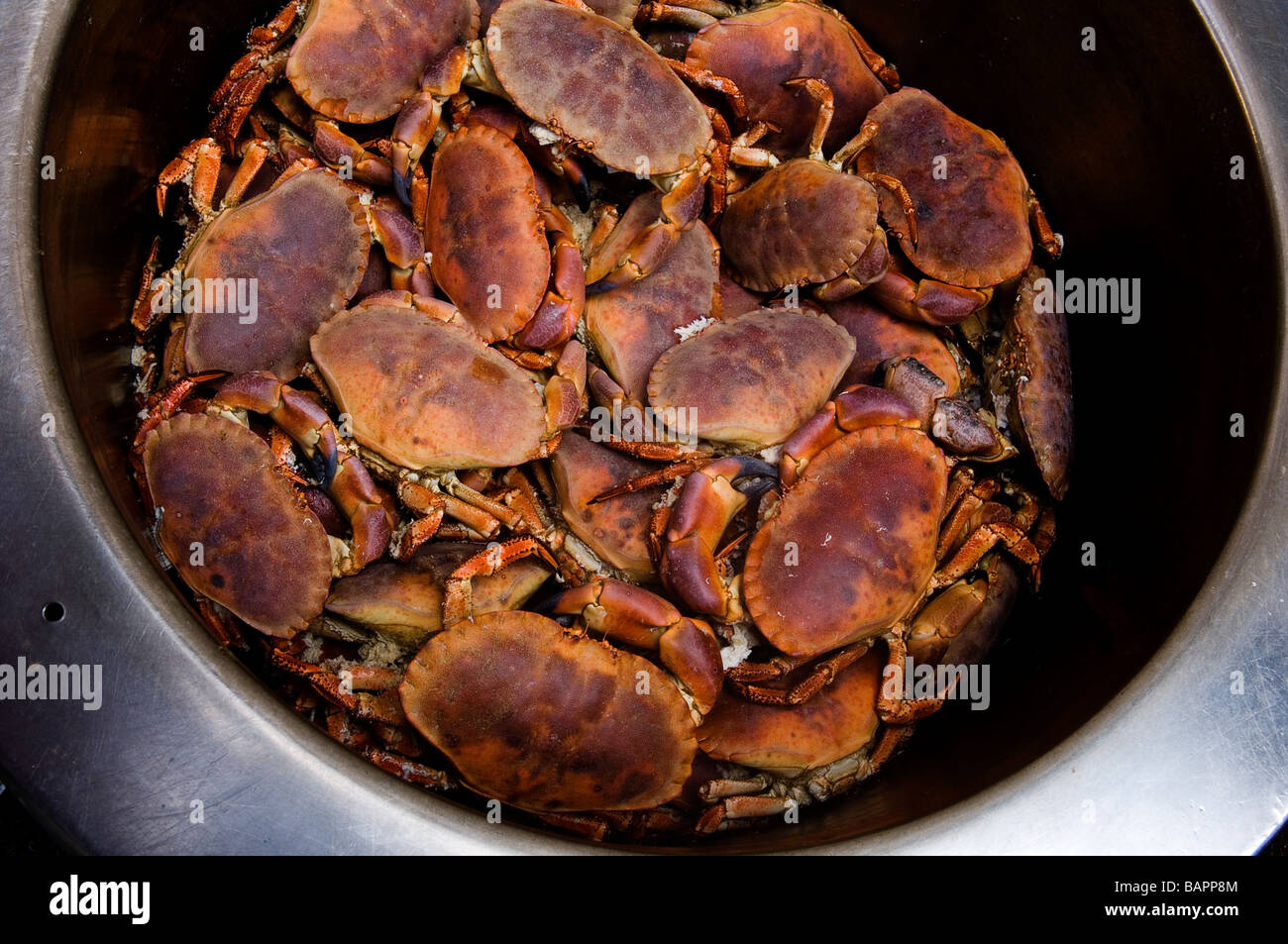 Freshly cooked edible crabs at Rock-a-Nore Fisheries. Hastings Old Town. East Sussex. England. UK Stock Photo