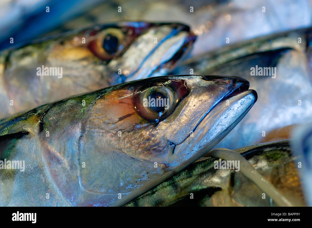 Mackerel on a fishmongers stall Stock Photo