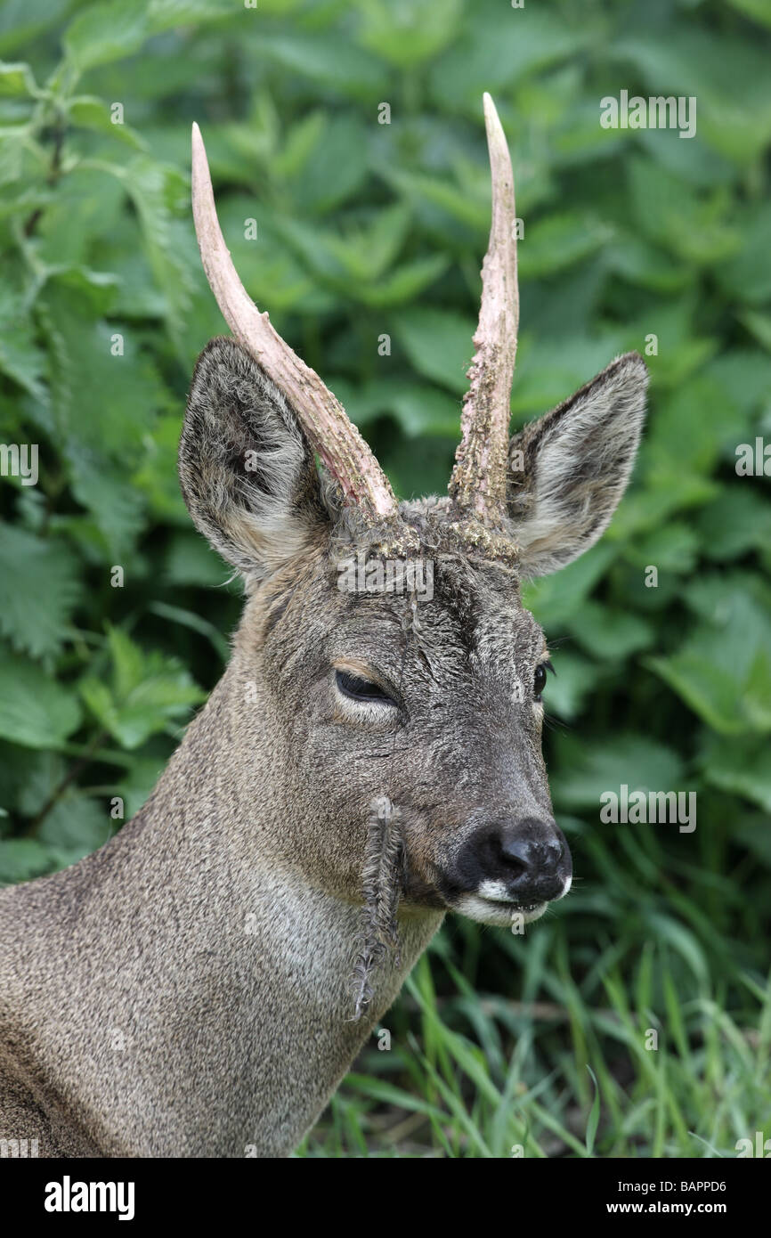 Roe deer Capreolus capreolus male velvet shredding Sussex spring Stock Photo