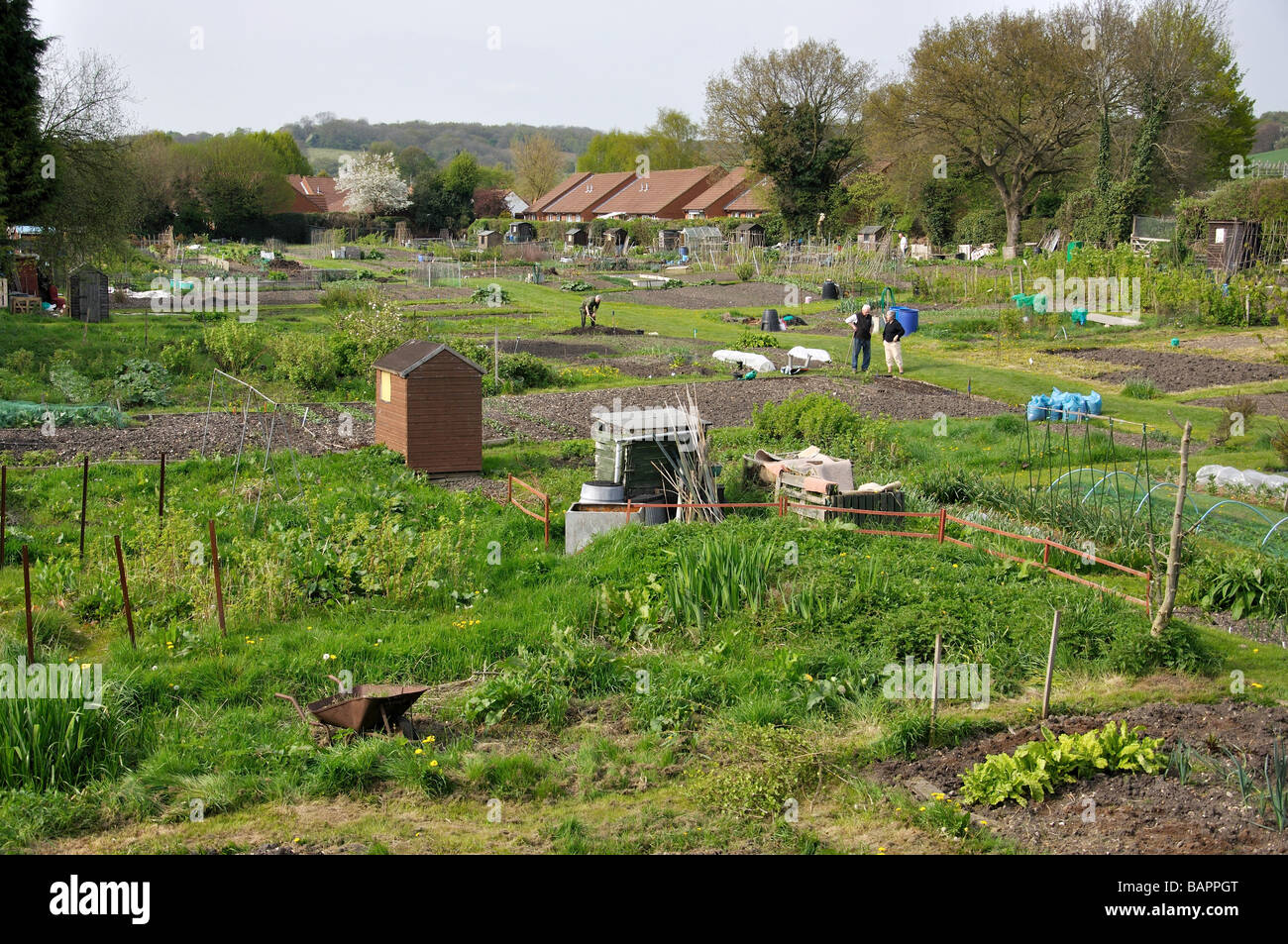 Allotment gardens, Berkhamsted, Hertfordshire, England, United Kingdom Stock Photo