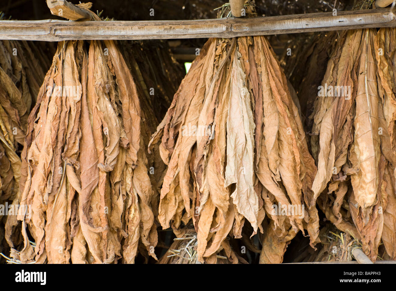mikes tobacco Mike Tobacco | The Dead Meat Wiki mikes tobacco Mike Tobacco | The Dead Meat Wiki
