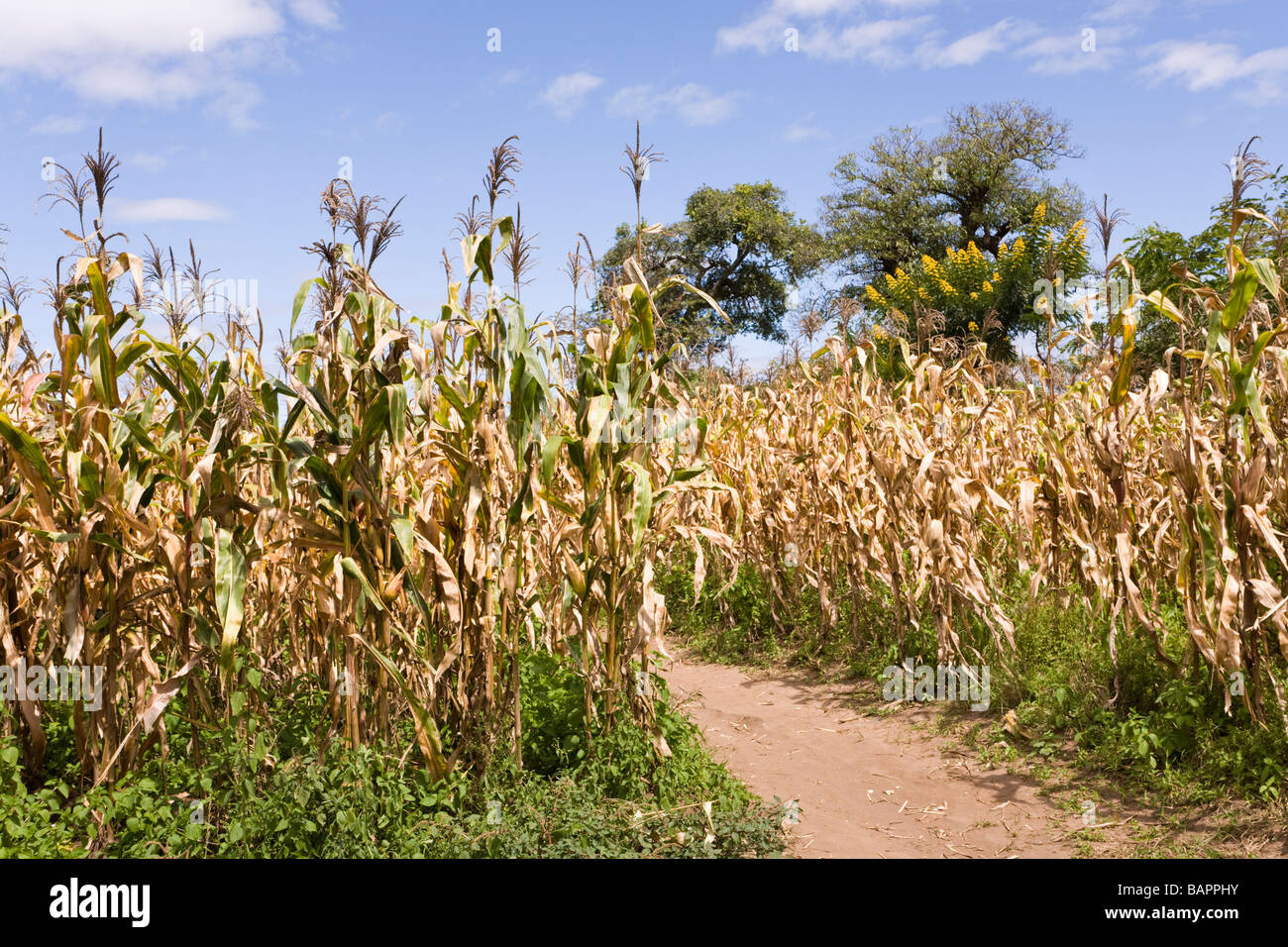 Maize ripening in the village of Nyombe, Malawi, Africa Stock Photo