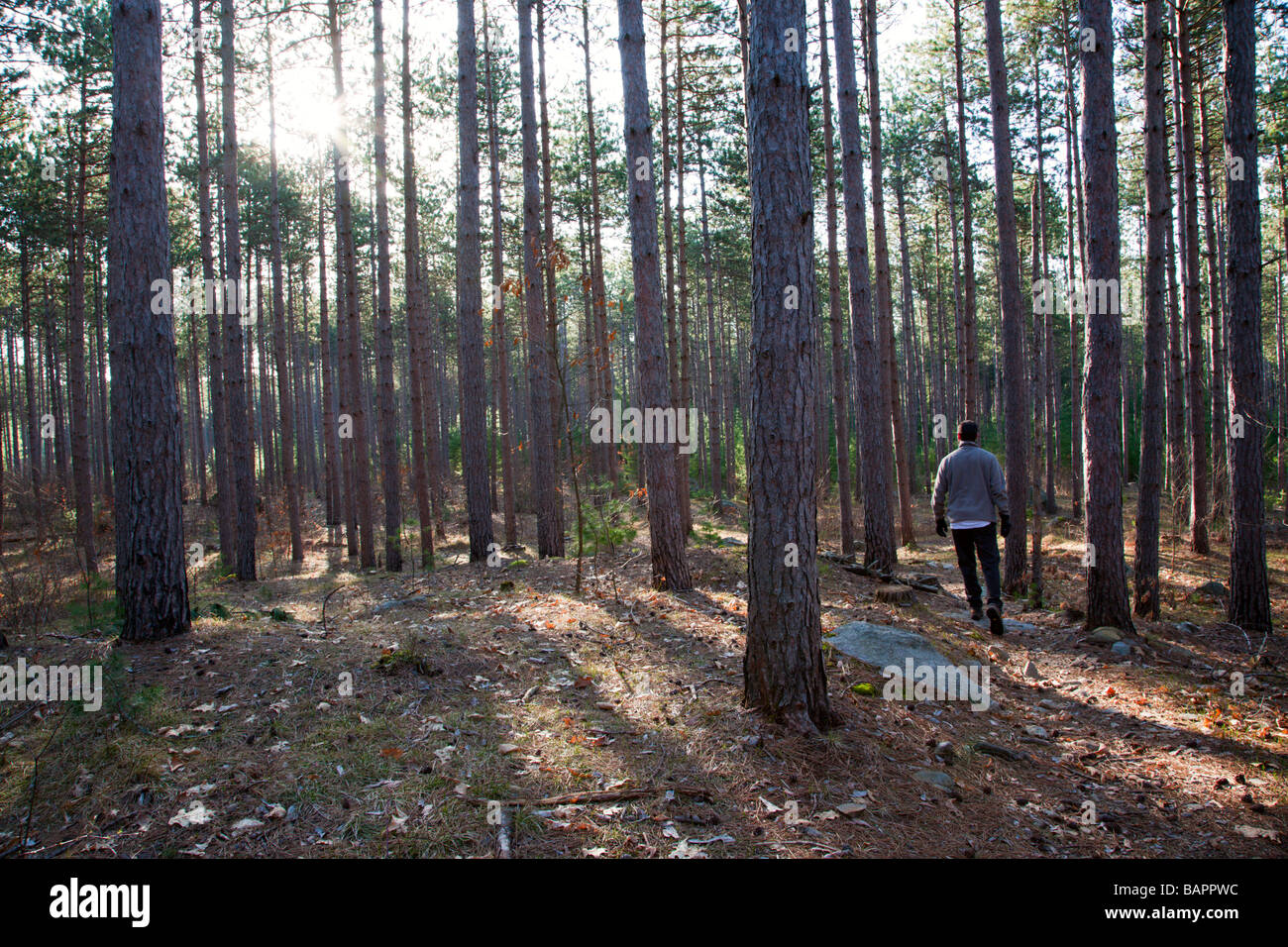 Man walking on trail in a Red Pine Pinus resinosa forest in New England USA Stock Photo