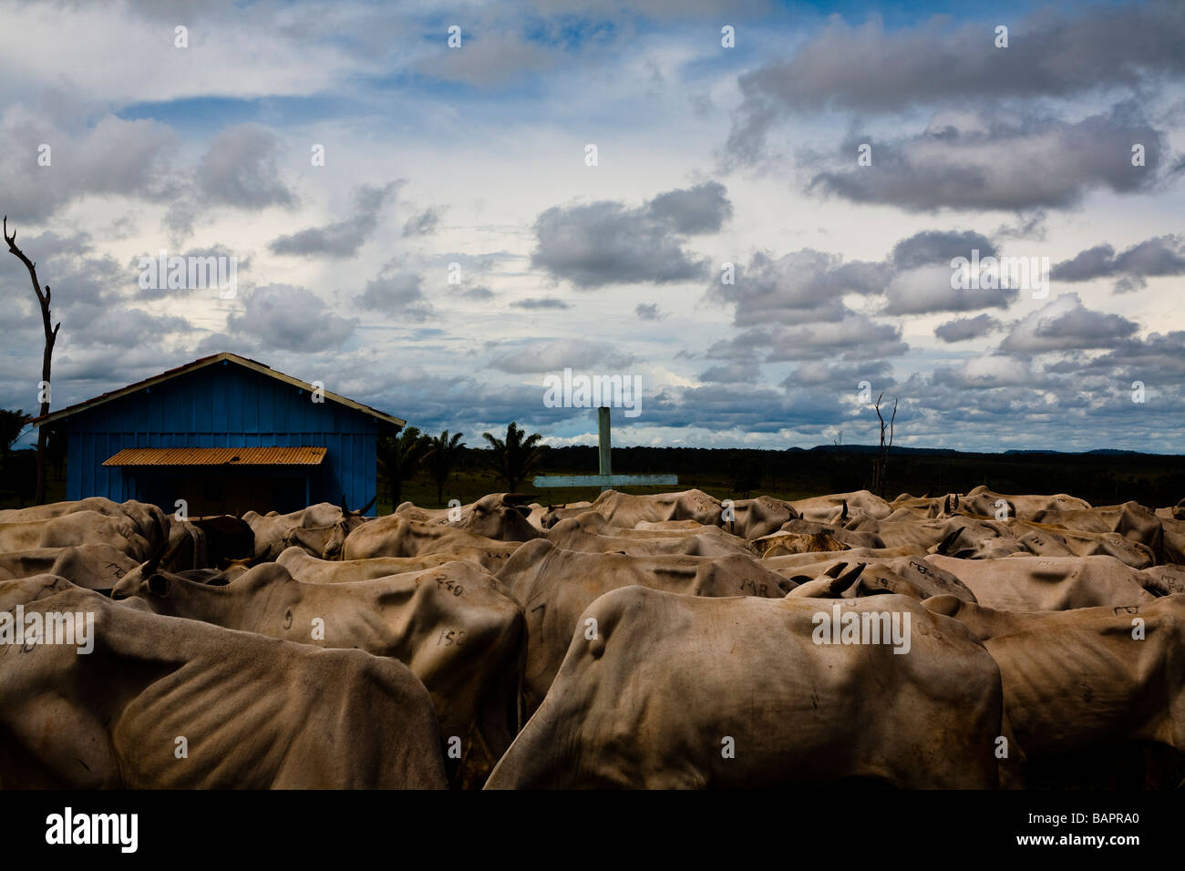 Herd of cattle BR 163 road at South Para State Amazon Brazil Stock Photo