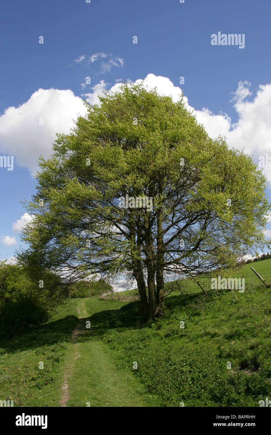 Beech Tree, Fagus sylvatica, Fagaceae. Chilterns Way, Bedfordshire, UK Stock Photo