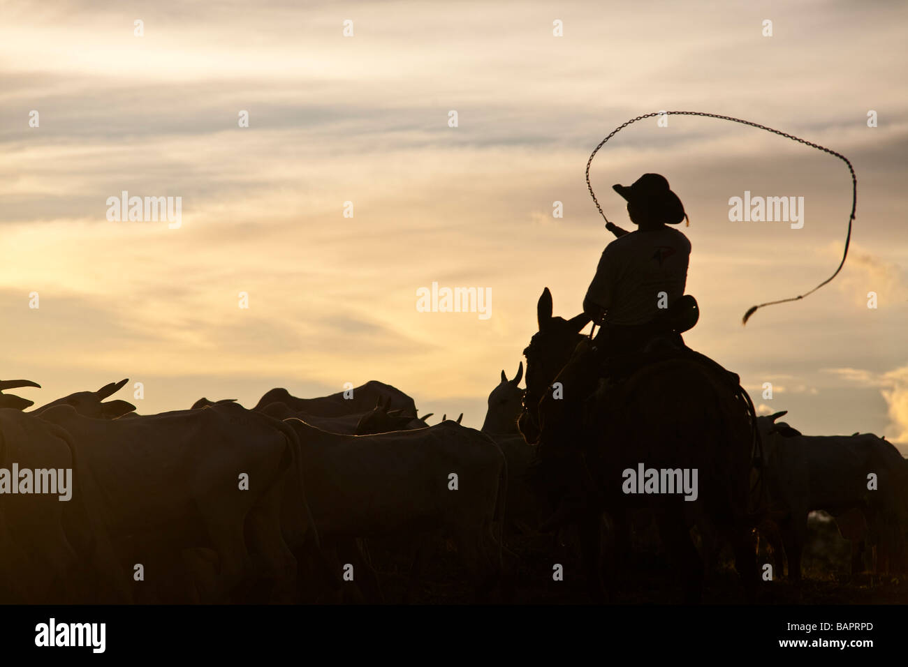 Herd of cattle BR 163 road at South Para State Amazon Brazil Stock Photo