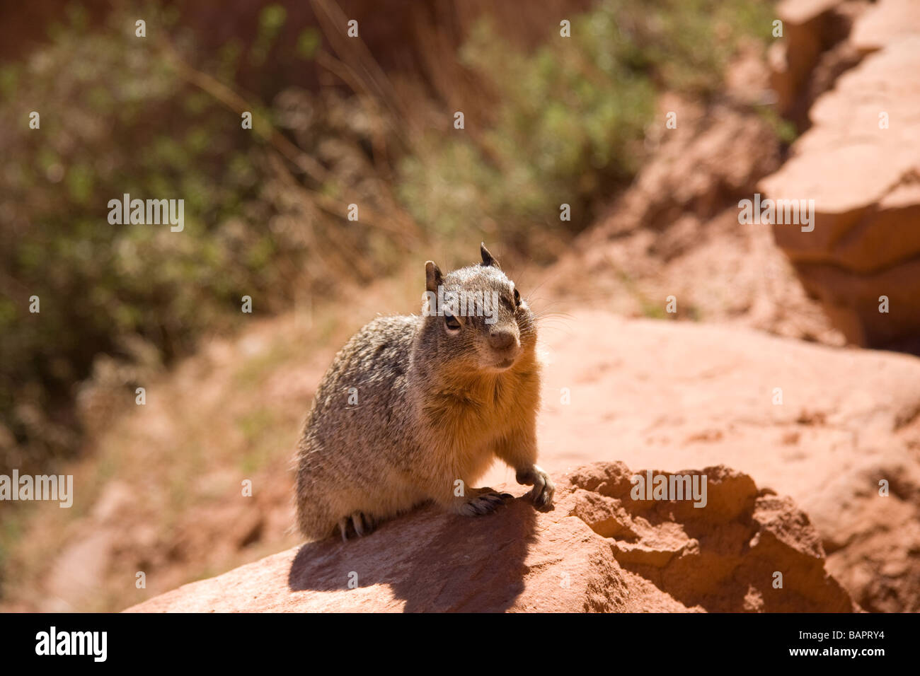 Squirrel, facing camera, in grand canyon Stock Photo Alamy