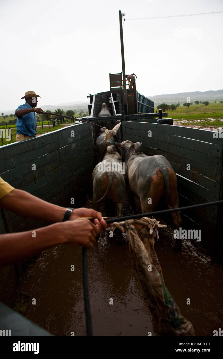 Cattle loading to slaughterhouse facility Amazon Brazil Stock Photo