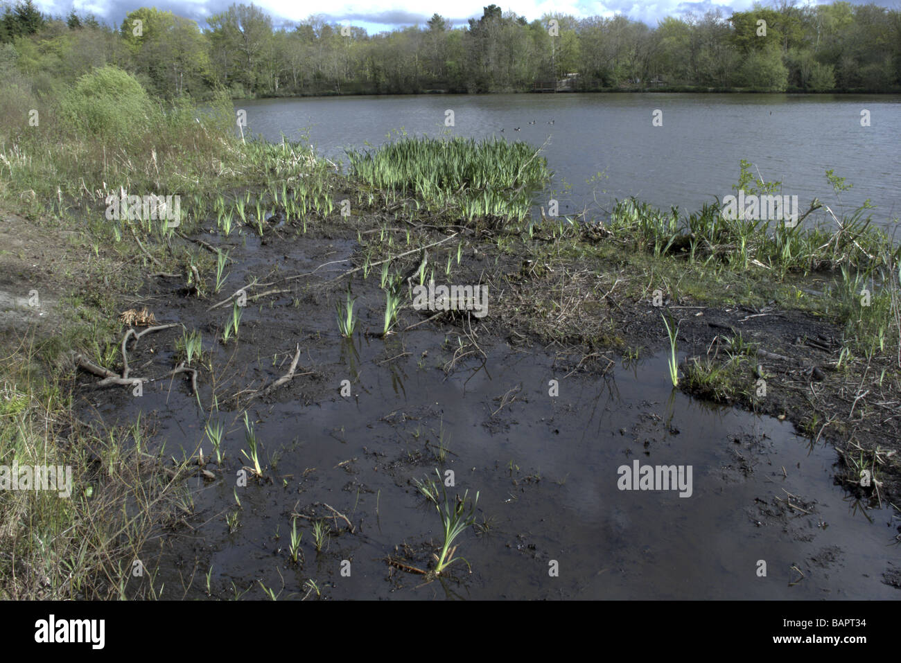 Stover Country Park Devon Stock Photo