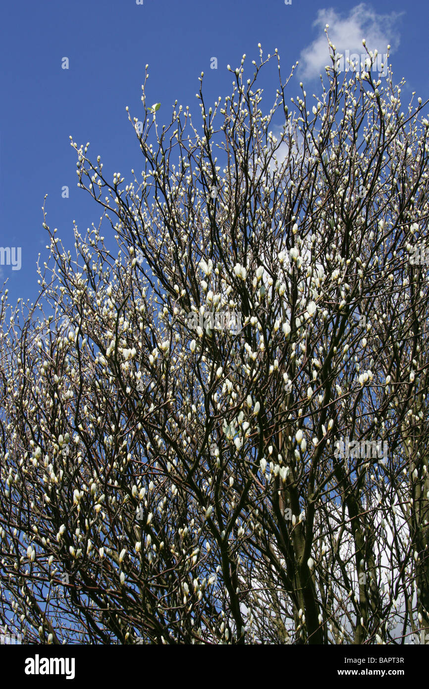 Whitebeam, Sorbus aria var typica, Rosaceae, Chilterns in Spring (April), Hertfordshire, UK Stock Photo