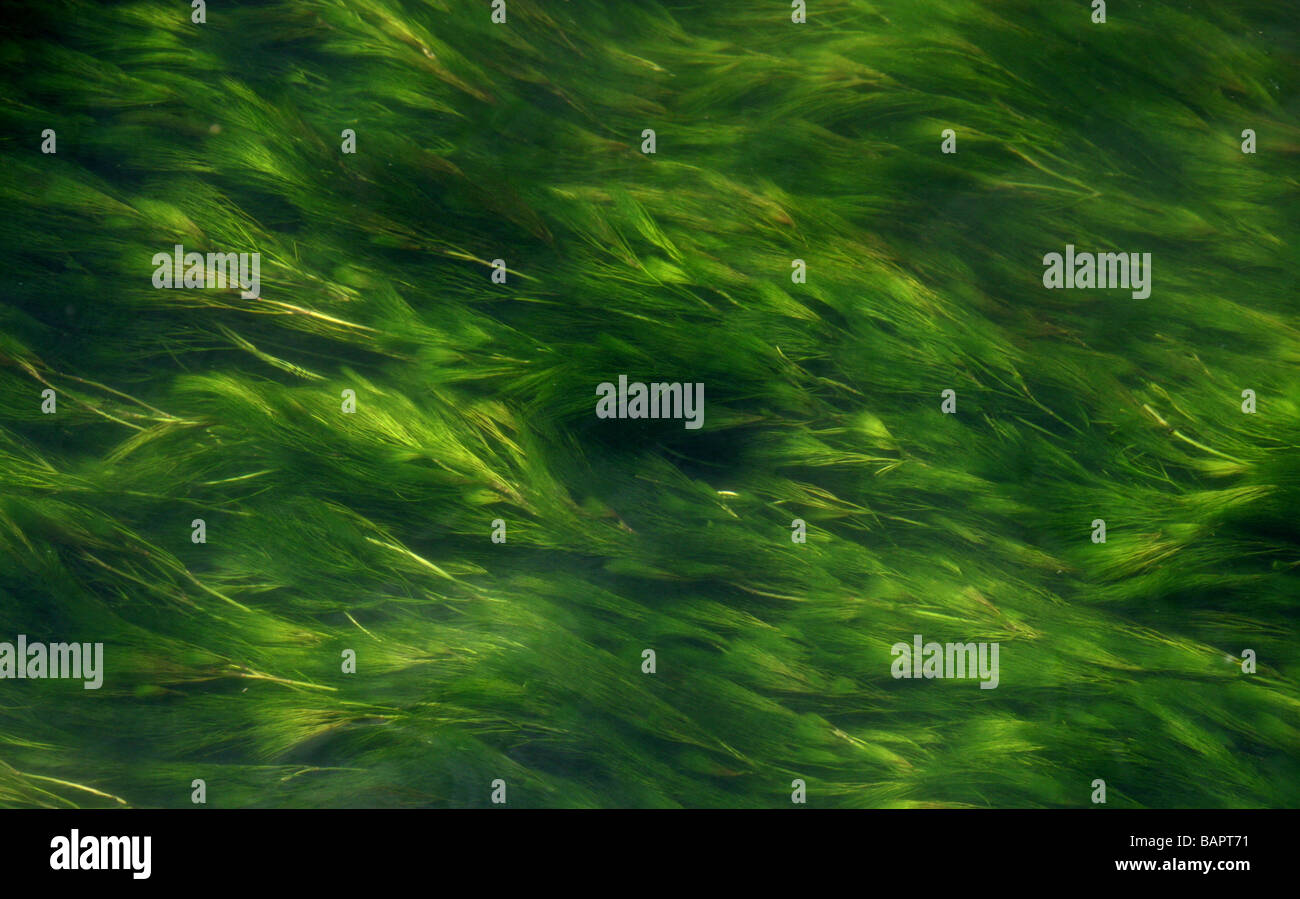 Water Weed in a Fast Flowing Chalk Stream, River Colne, Hertfordshire Stock Photo