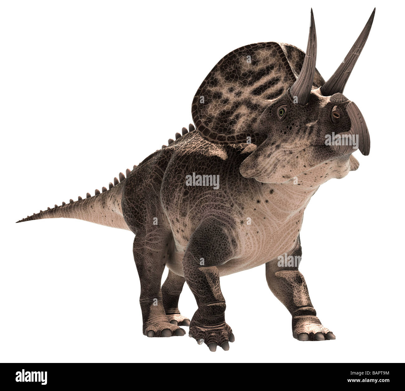 Zuniceratops, a Ceratopsian dinosaur Stock Photo - Alamy