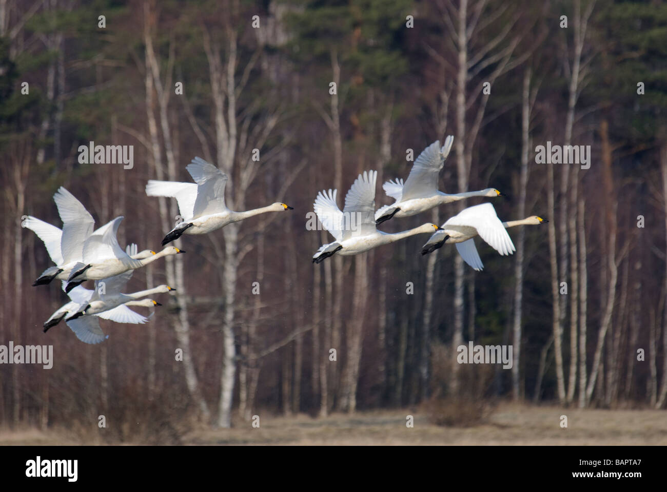 Flock of Tundra Swans Cygnus columbianus in flight Stock Photo