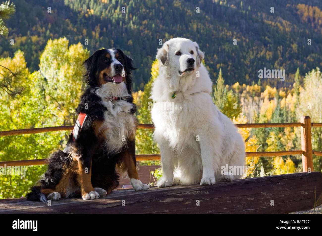 Page 3 Great Pyrenees Dog High Resolution Stock Photography And Images Alamy