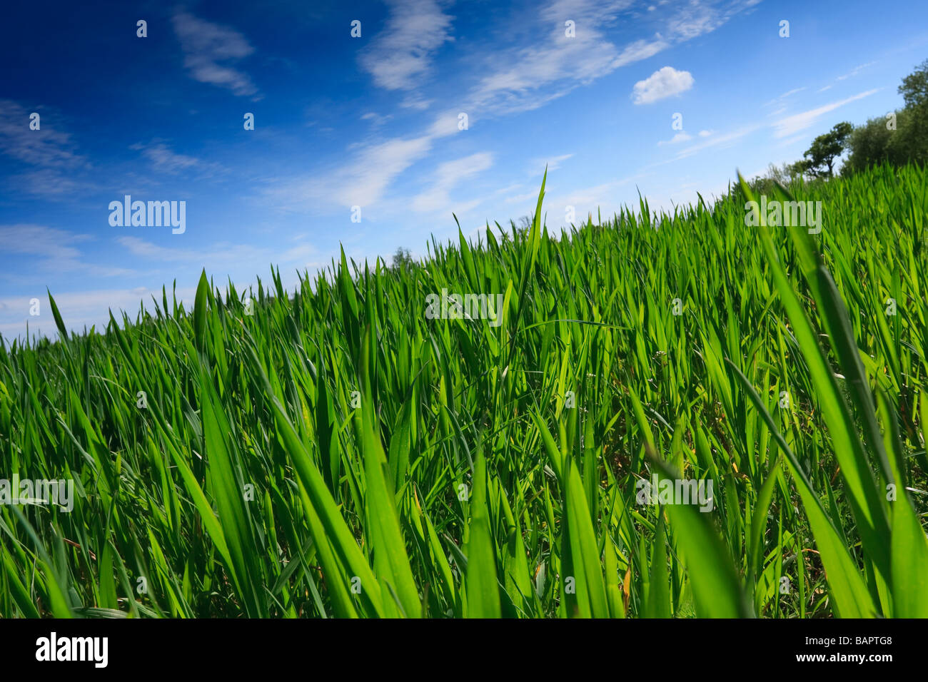 Young Wheat plants against a blue sky. Stock Photo