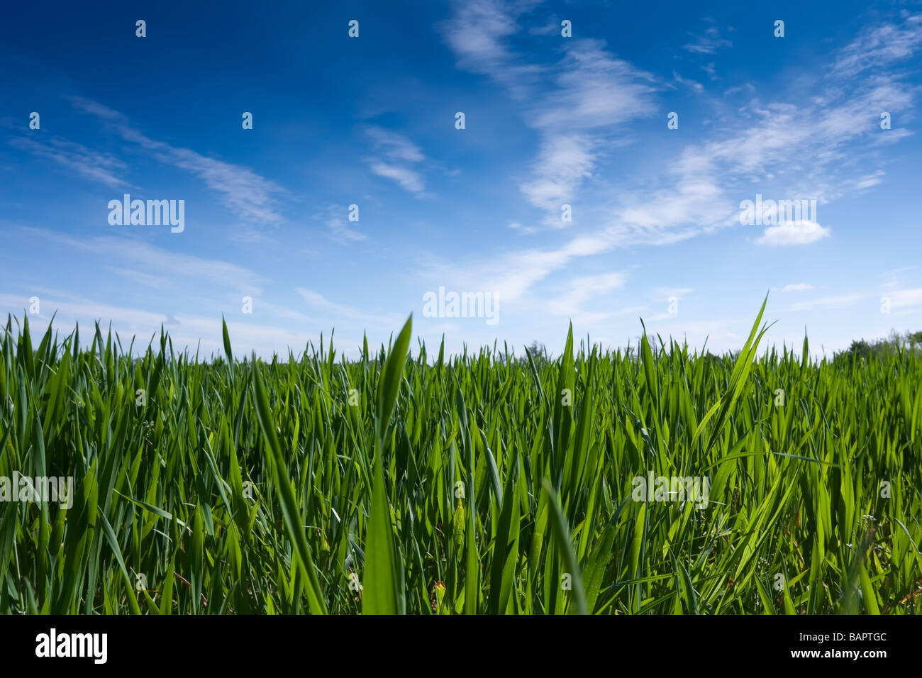 Young Wheat plants against a blue sky. Stock Photo