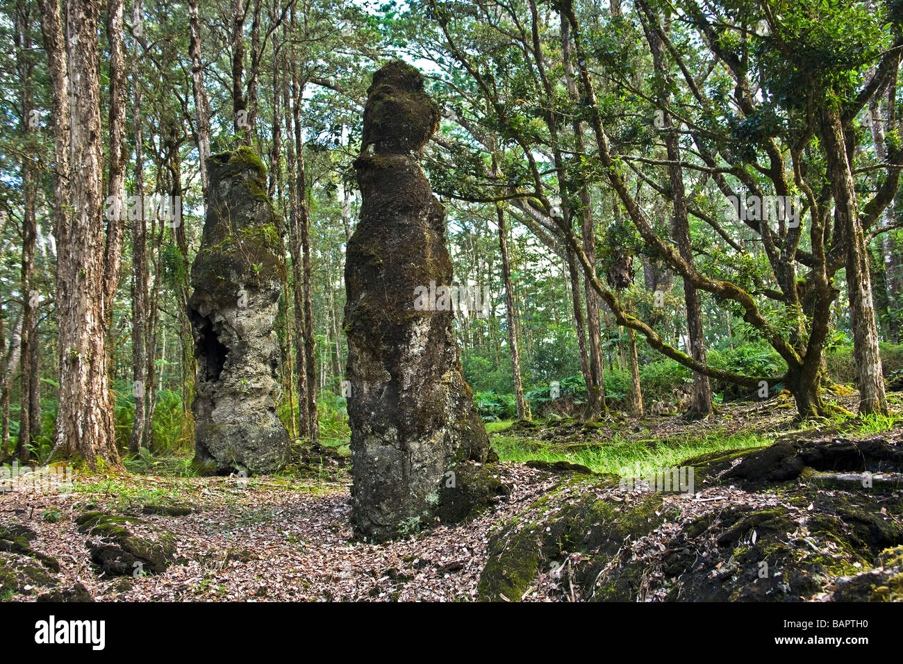 Lava Tree Casts standing in forest. Stock Photo