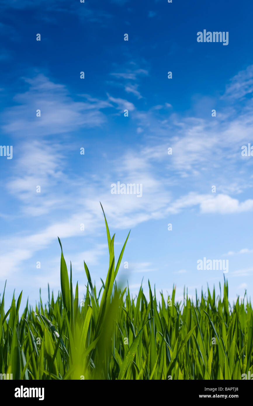 Young Wheat plants against a blue sky. Stock Photo