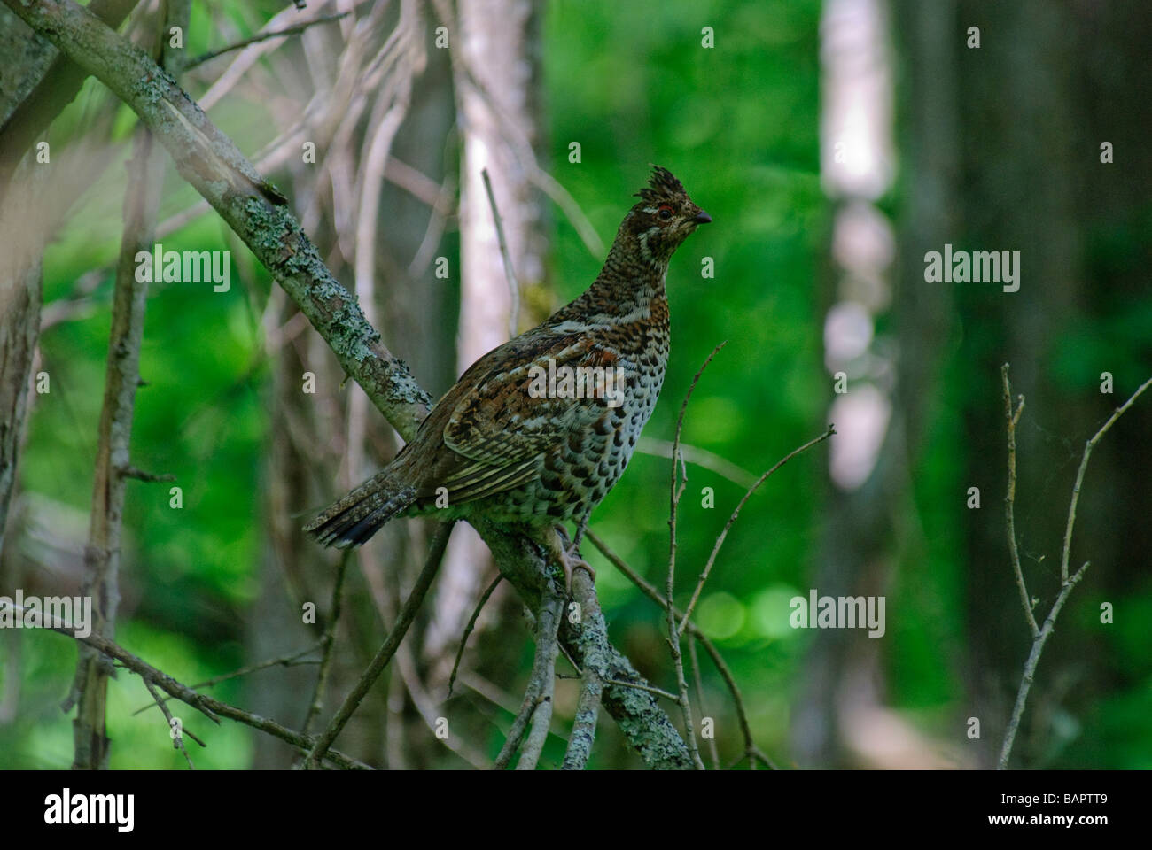 Hazel Hen Bonasa bonasia sitting on a dry branch in forest Stock Photo