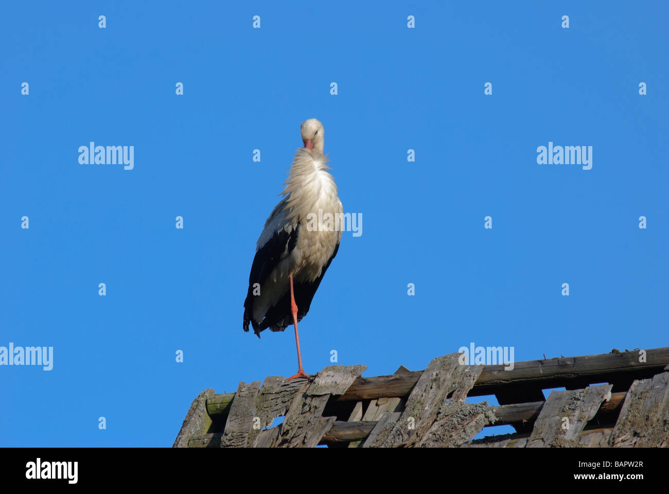 White Stork Ciconia ciconia standing on a roof Stock Photo