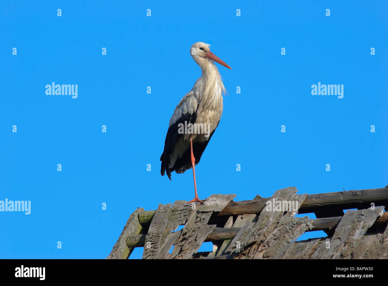 White Stork Ciconia ciconia standing on a roof Stock Photo