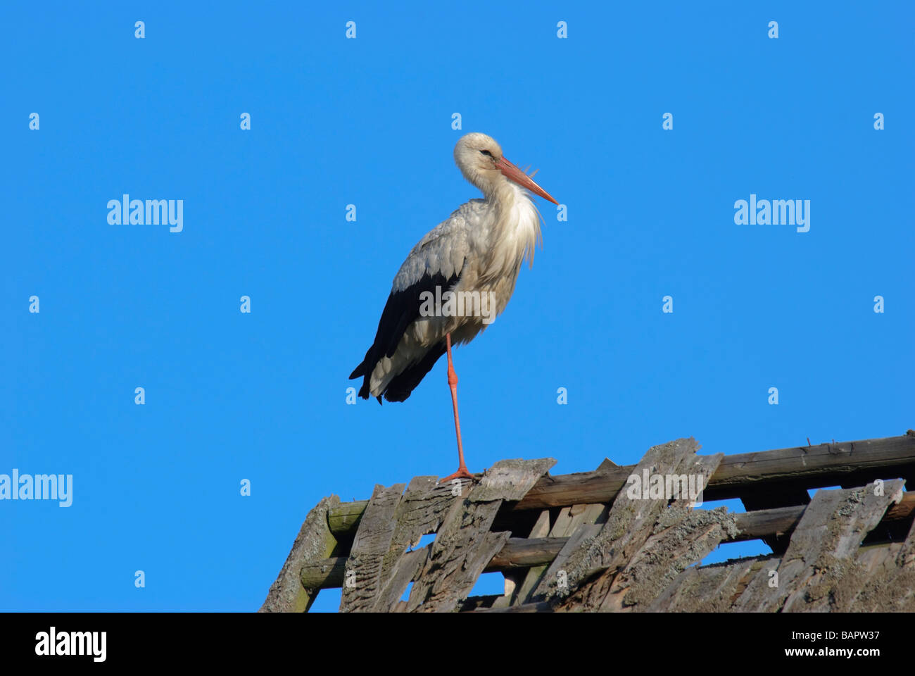 White Stork Ciconia ciconia standing on a roof Stock Photo