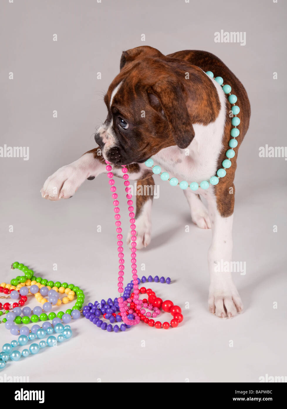 Dog with necklaces Stock Photo Alamy
