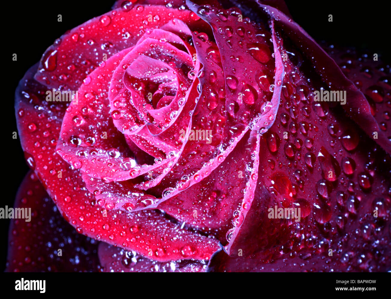 red rose with water drops close up Stock Photo - Alamy