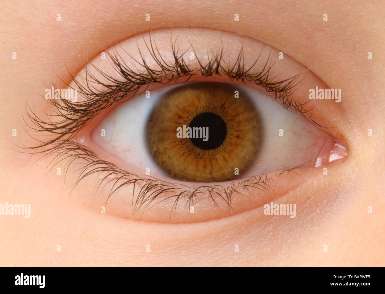 Closeup of a brown eye Stock Photo