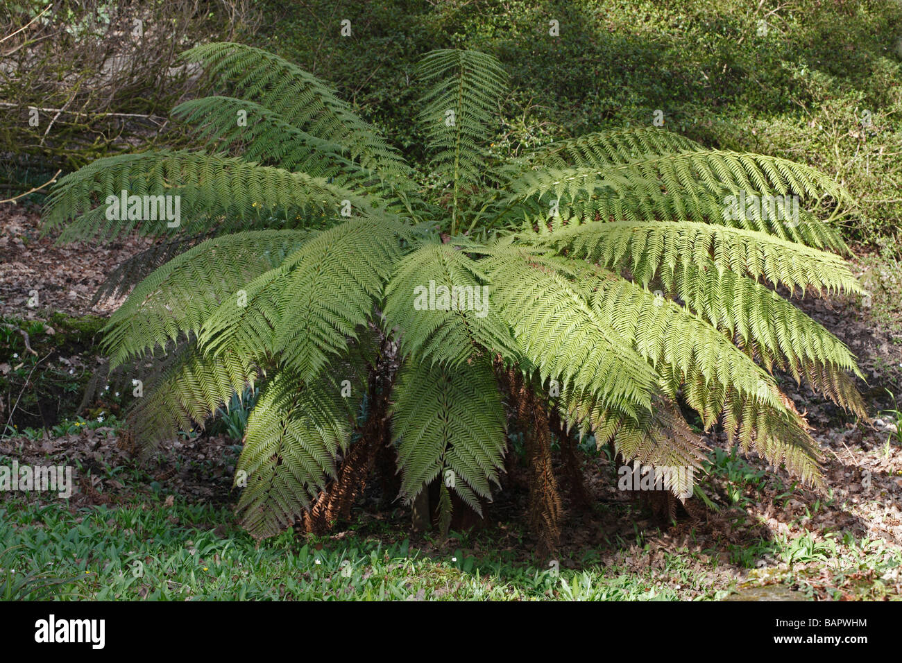 TREE FERN Cyathea australis CLOSE UP OF PLANT Stock Photo