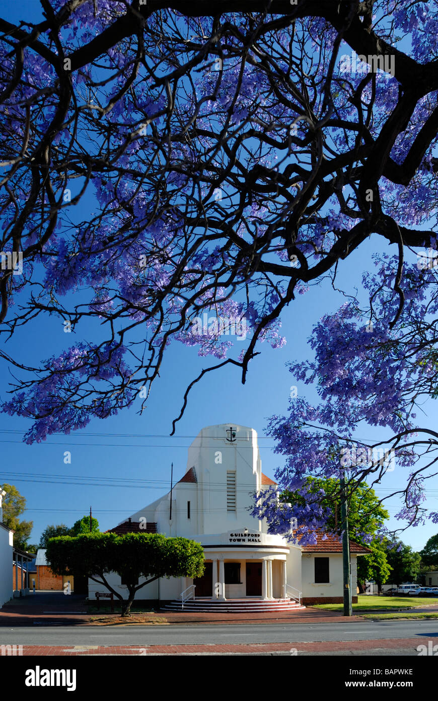 Flowering Jacaranda tree frames the Guildford Town Hall. Guildford