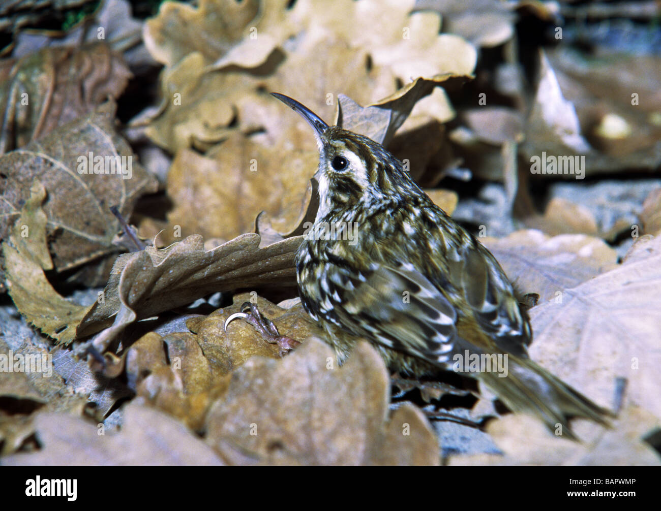 Short-toed Treecreeper'Certhia brachydactyla' Adult in dead leaves on the ground. Stock Photo