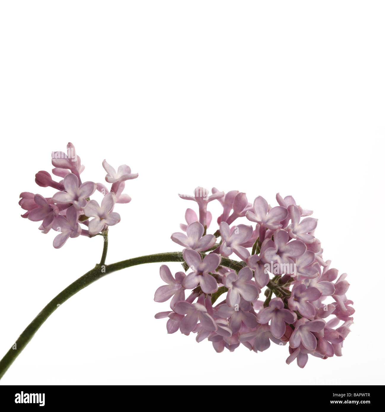 Lilac sprig on a white background Stock Photo - Alamy