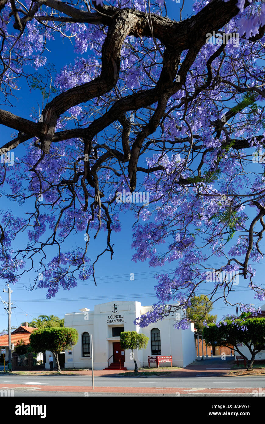 Flowering Jacaranda tree frames the Guildford Council Chambers, now a Public Library. Guildford, Perth, Western Australia Stock Photo