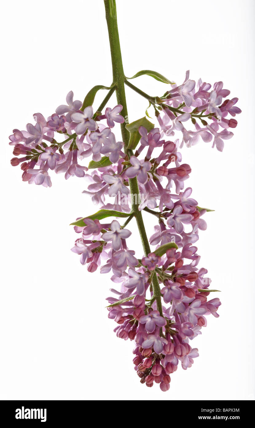 Lilac sprig on a white background Stock Photo - Alamy